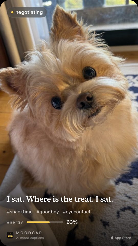 Mood: negotiating. &ldquo;I sat. Where is the treat. I sat.&rdquo;