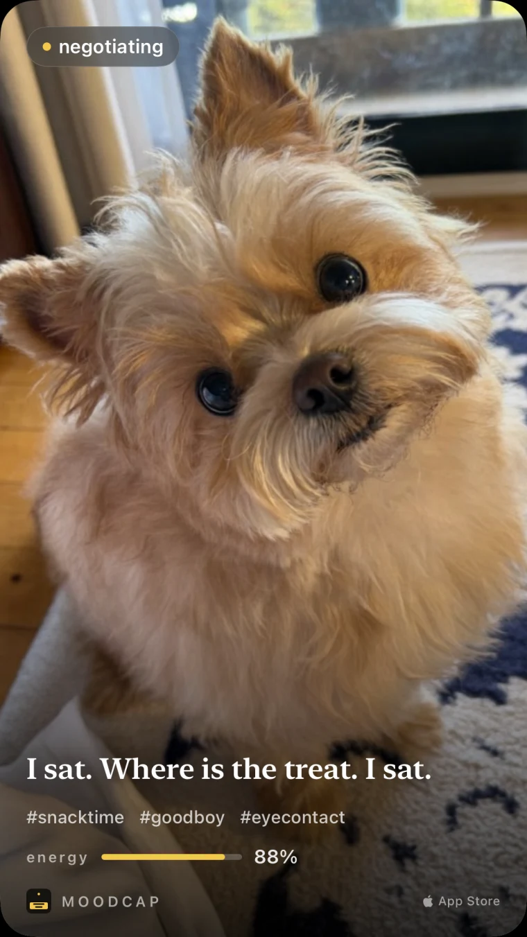 Mood: negotiating. &ldquo;I sat. Where is the treat. I sat.&rdquo; Energy 88%.