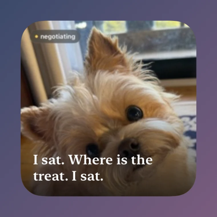 The small widget: today's dog photo with the mood chip and the line across the bottom.