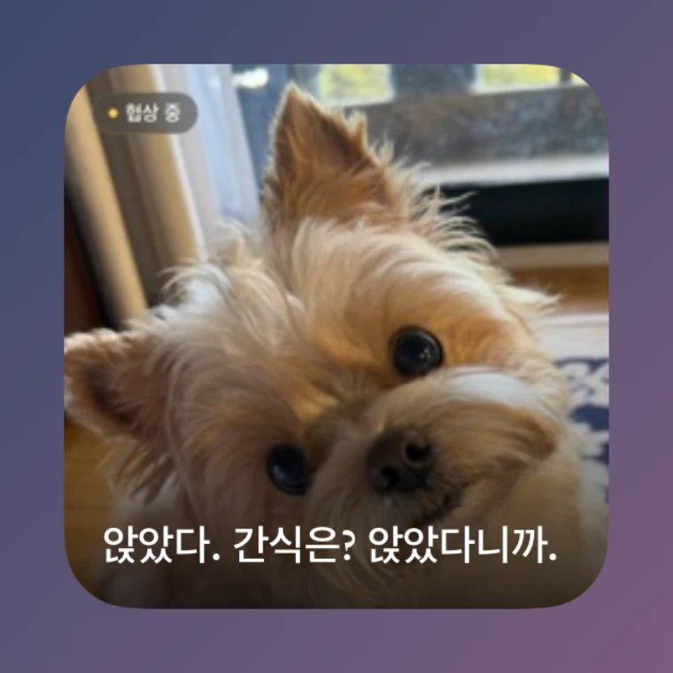 소형 위젯. 오늘의 강아지 사진 위에 무드 칩과 문장 한 줄.